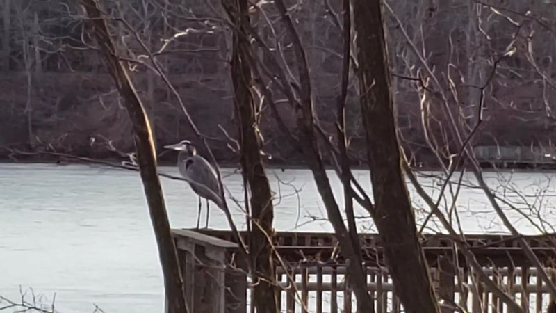 Wildlife That Shows Up Without Being Invited