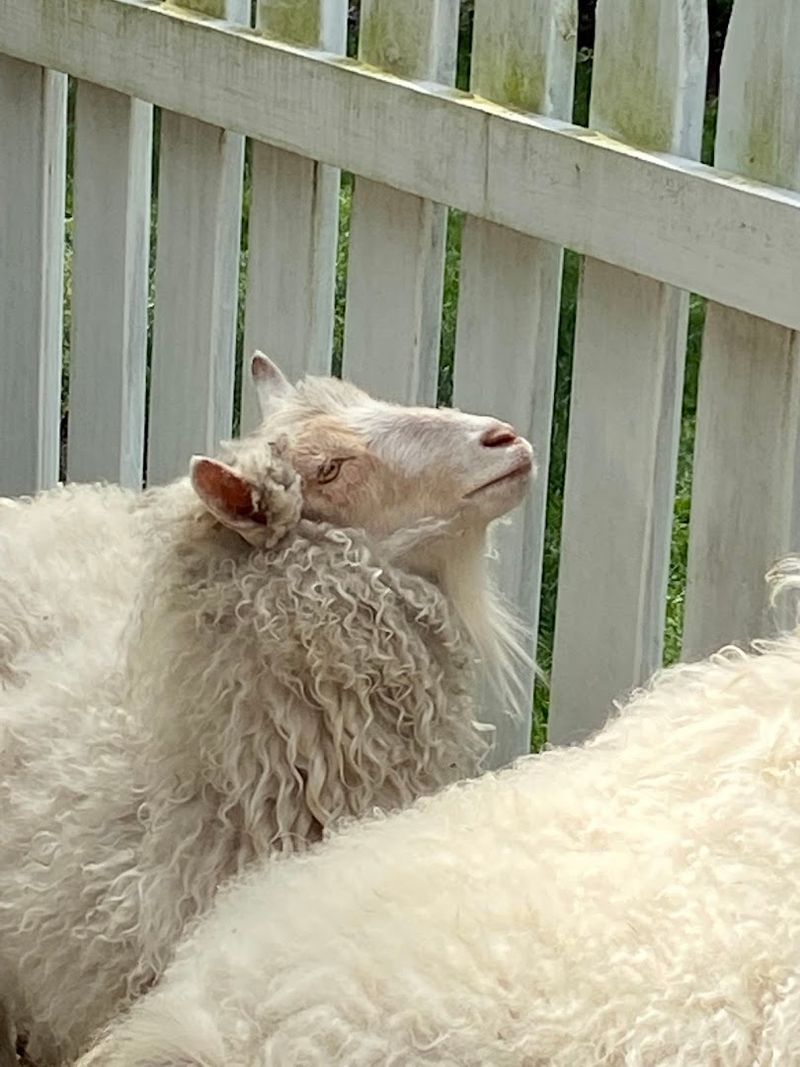 The Farm Animals That Make Kids Reluctant to Leave