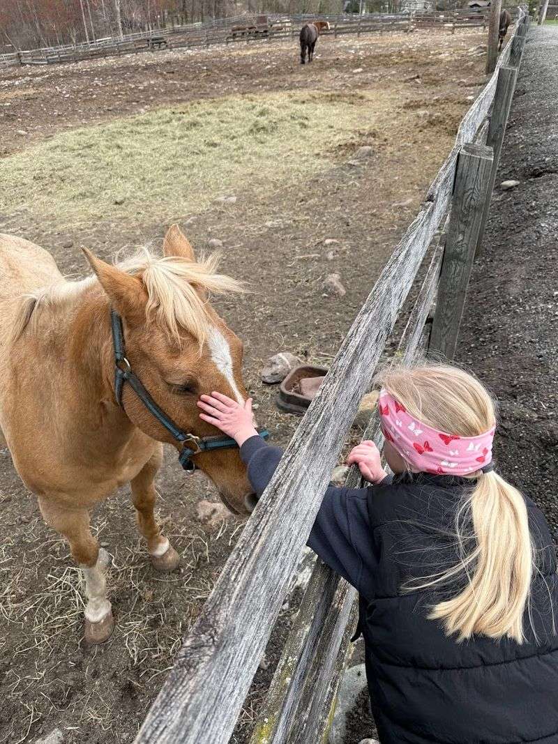 Horses That Match the Moment