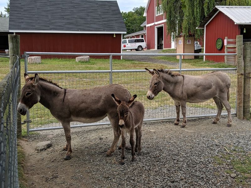 Animals and Learning Moments