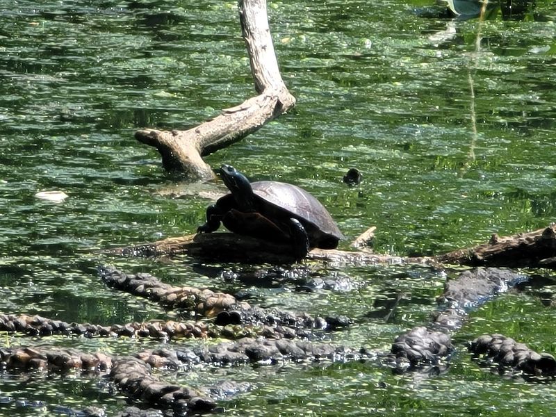 Wildlife That Shares the Path With You