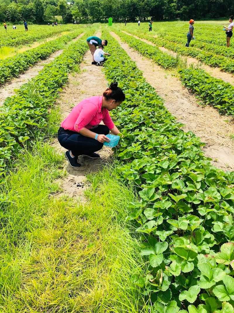 Strawberry Season: A Spring Tradition