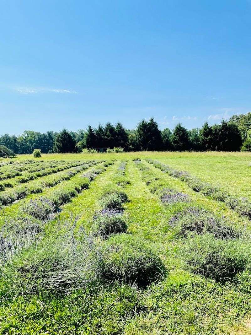 The Farm's Commitment to Sustainability