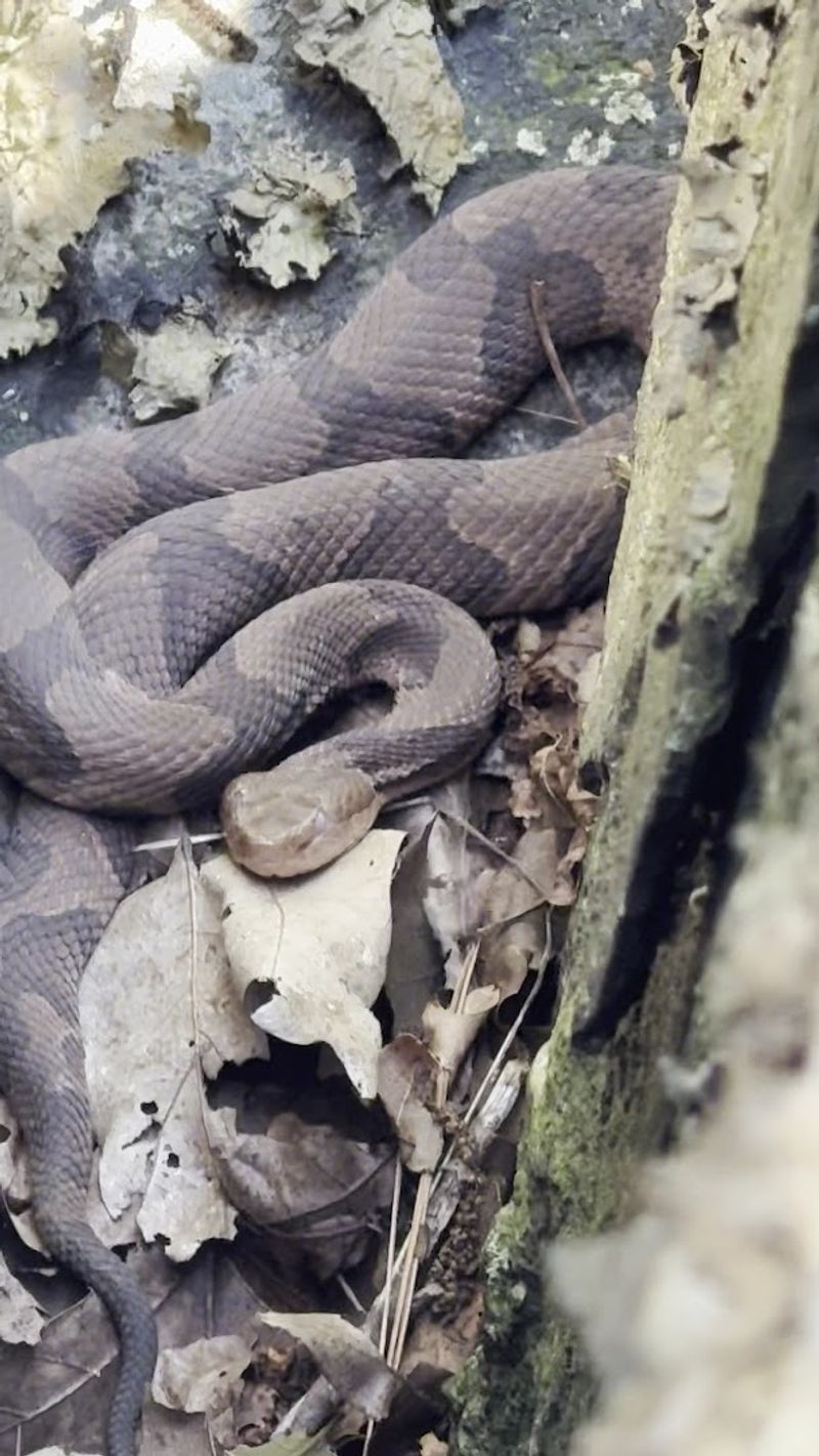 Wildlife and awareness