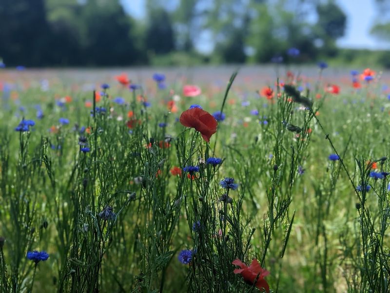 How the countryside shapes the experience