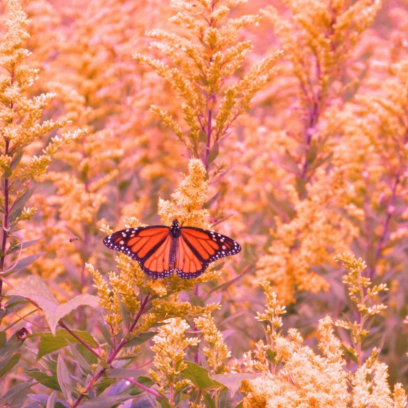 Butterflies and biodiversity