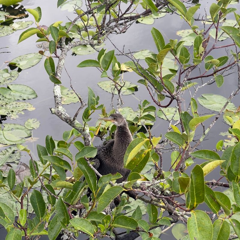 Ranger Programs And Deeper Context