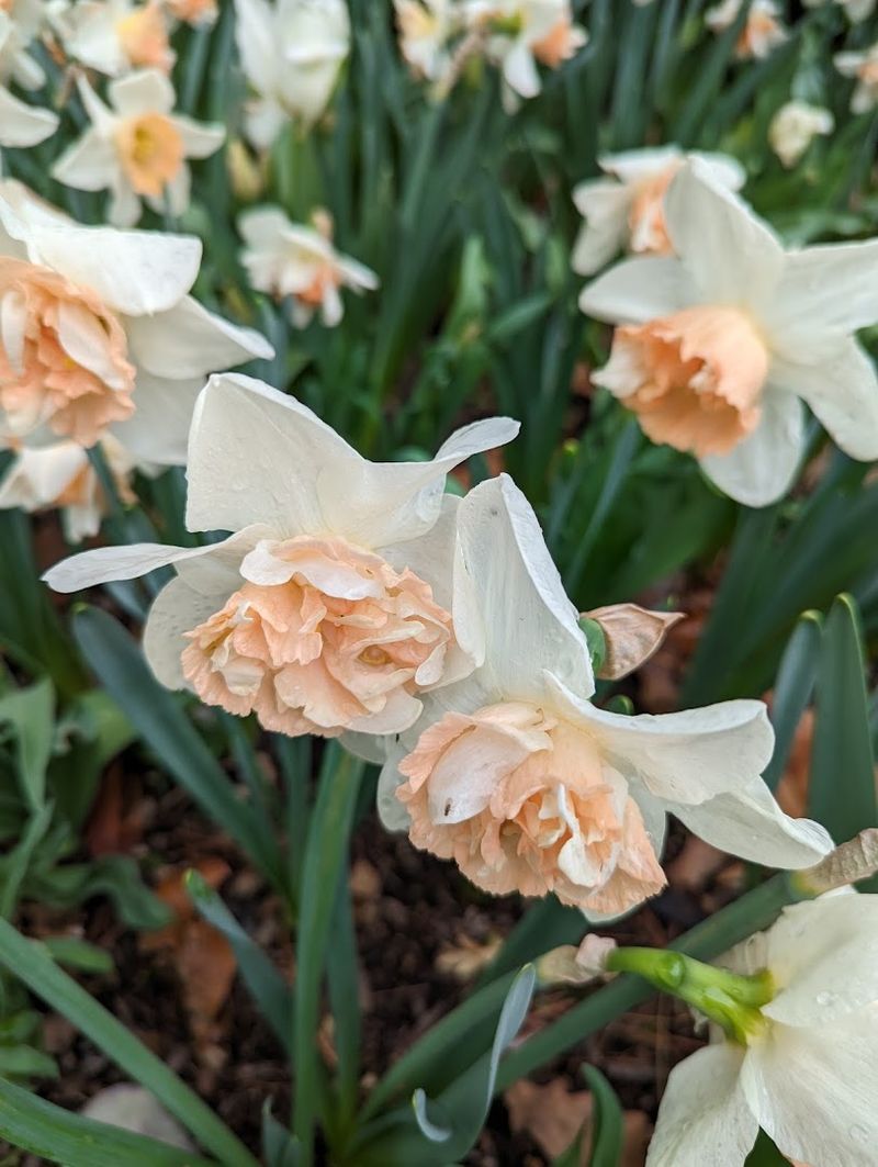 Spring Blooms That Justify a Dedicated Visit