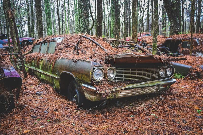 Seasonal Highlights and the Halloween Haunted Trails