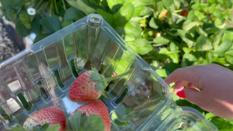 Hayrides Through the Fields