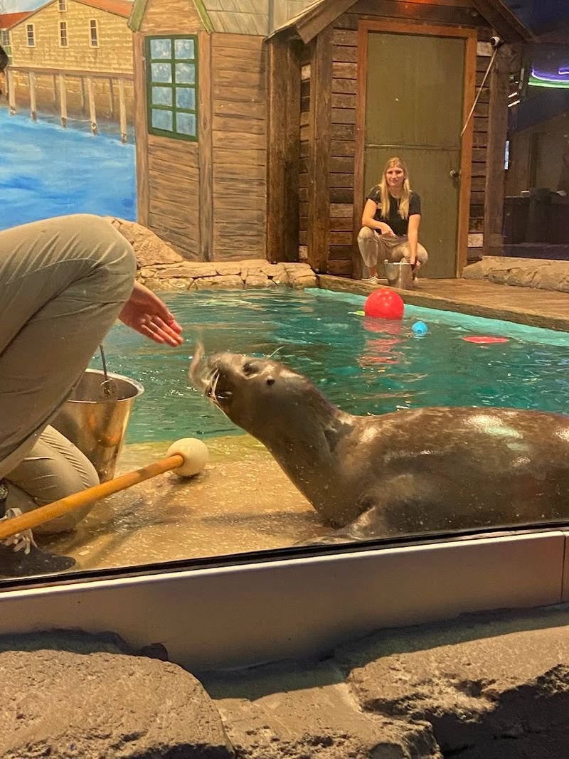 Seals That Actually Interact With You