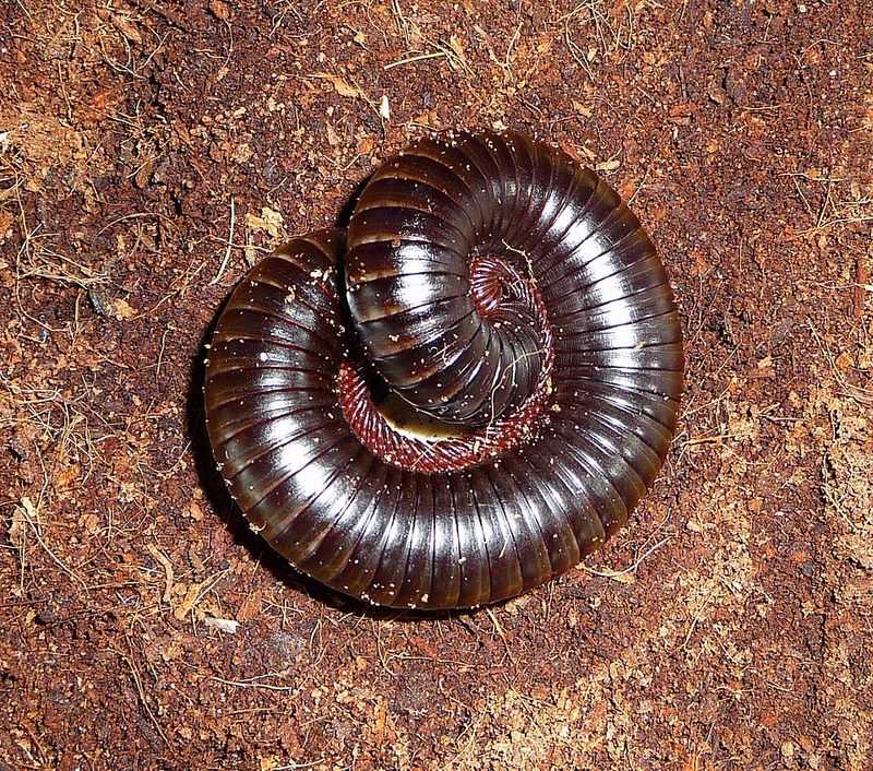 Giant African Millipede