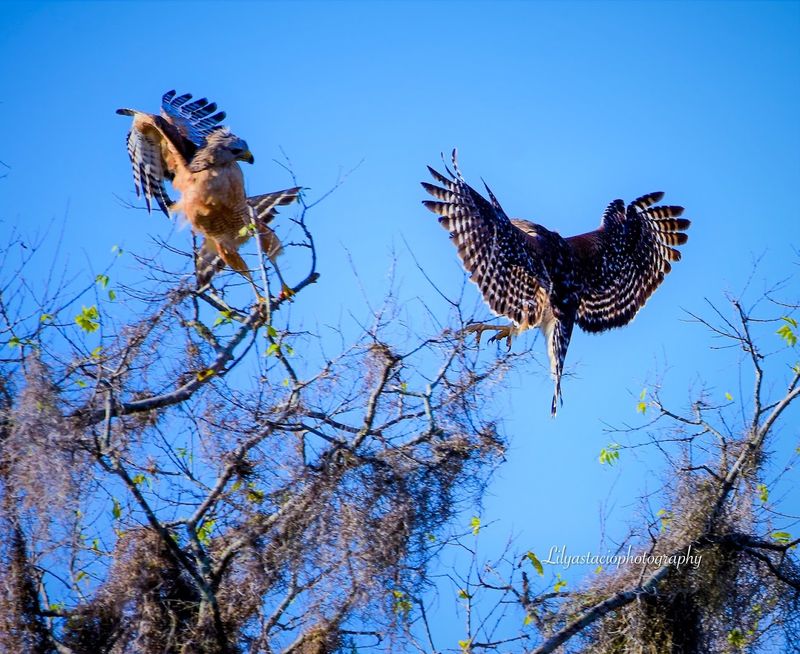 Bald Eagles and Ospreys Overhead
