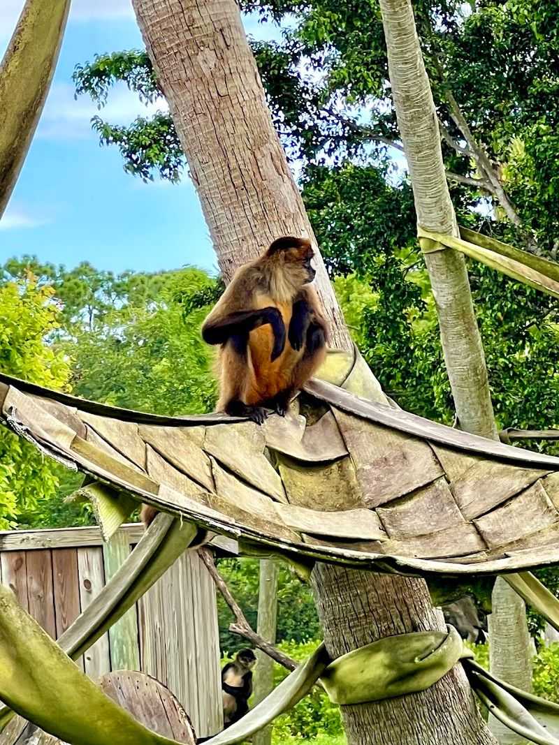 Orangutans That Love the Spotlight