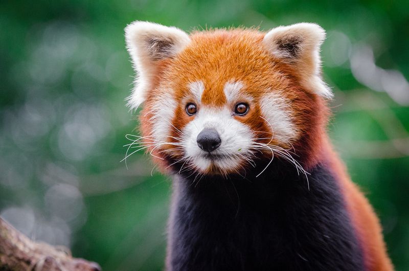 Red Panda