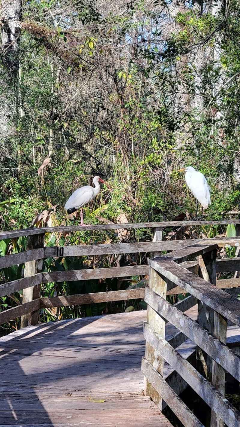 Bird Life on the Trail: A Birder's Best Day Out