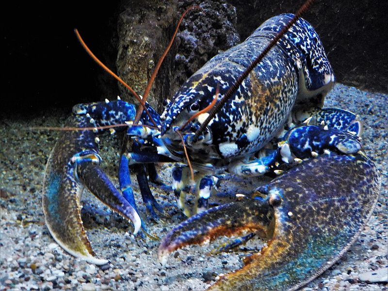 Blue Lobster