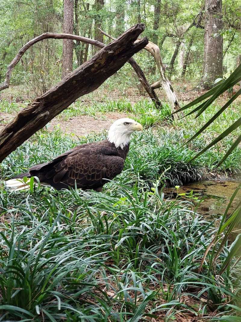 The Aviary and Farm Area: A Different Kind of Quiet