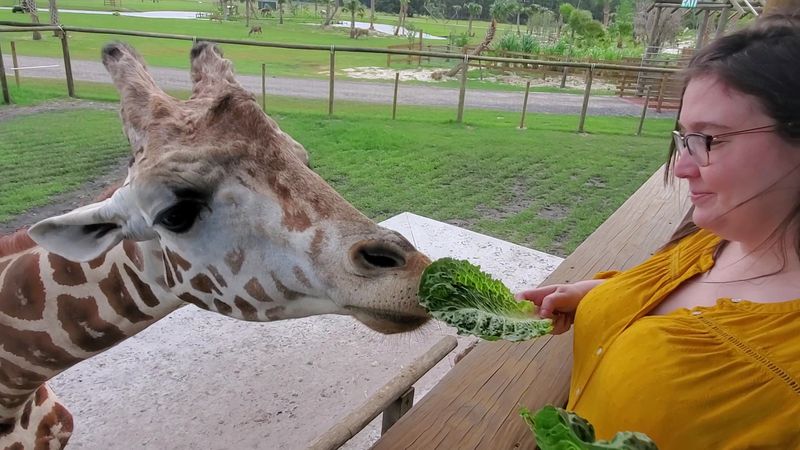 Feeding the Giraffes Up Close