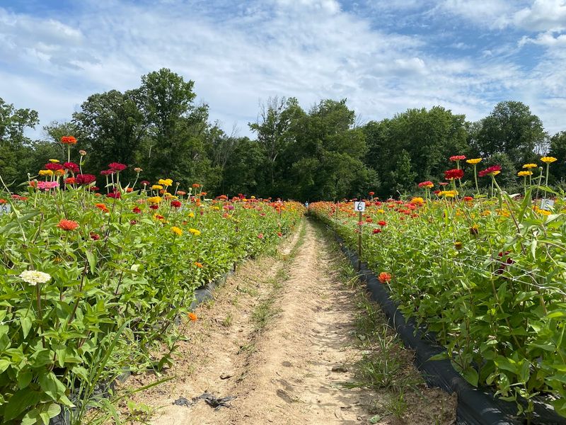 Trails Beyond the Fields
