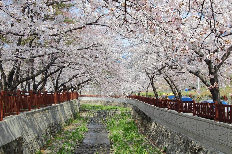 Jinhae, South Korea