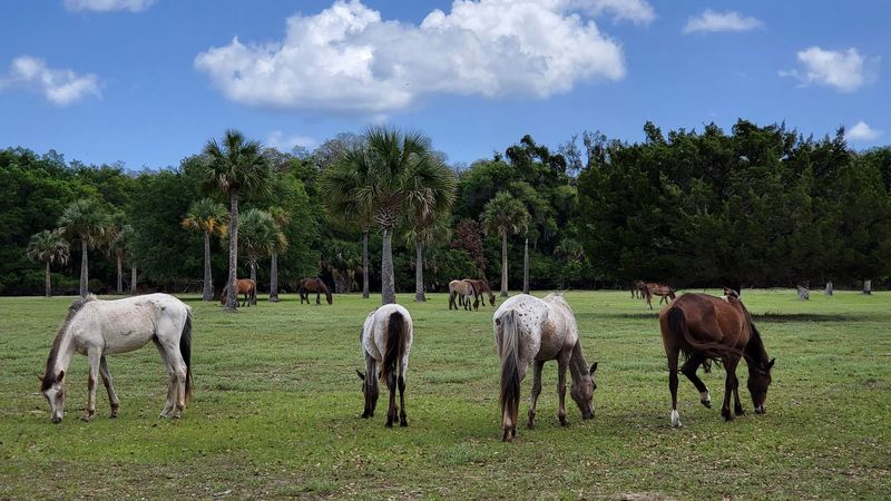 Cumberland Island National Seashore, Georgia