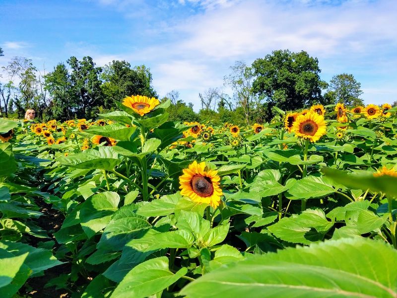 Sunflower Fields That Stop You in Your Tracks