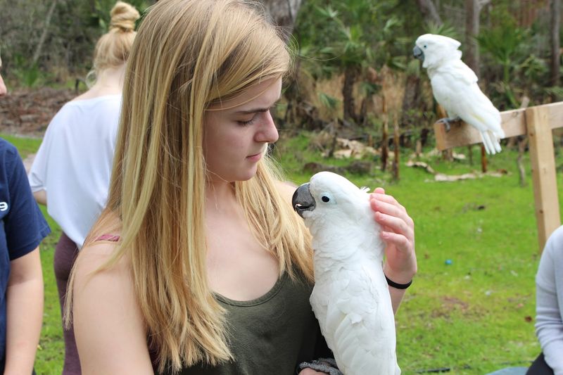 What Happens When You Surrender a Bird Here