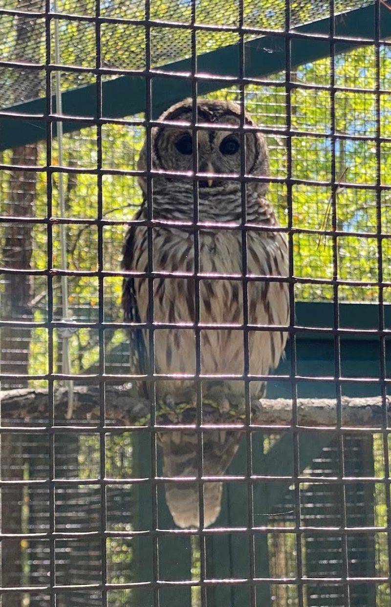 Owliver and the Aviary of Recovering Birds