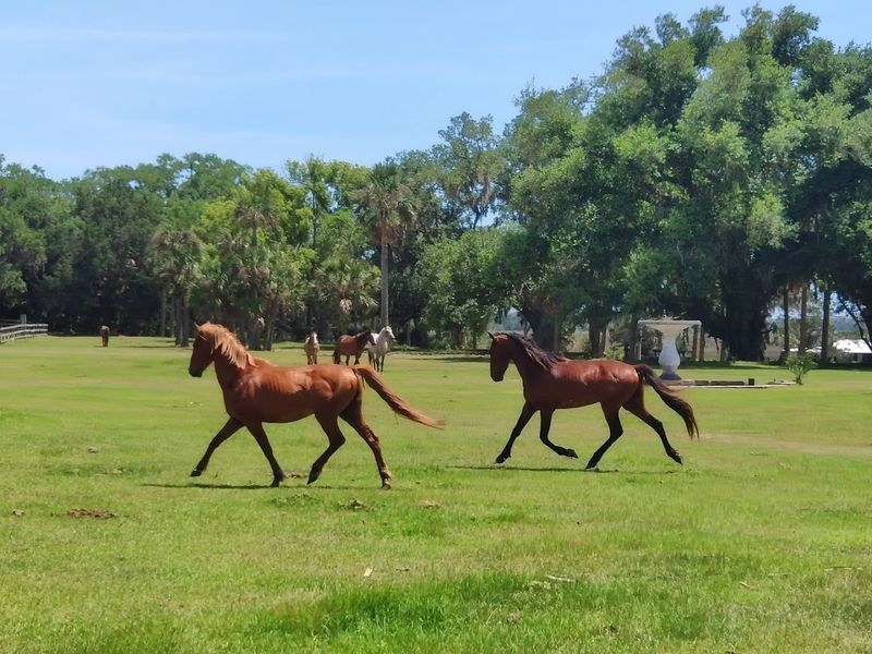 Cumberland Island National Seashore (Georgia)