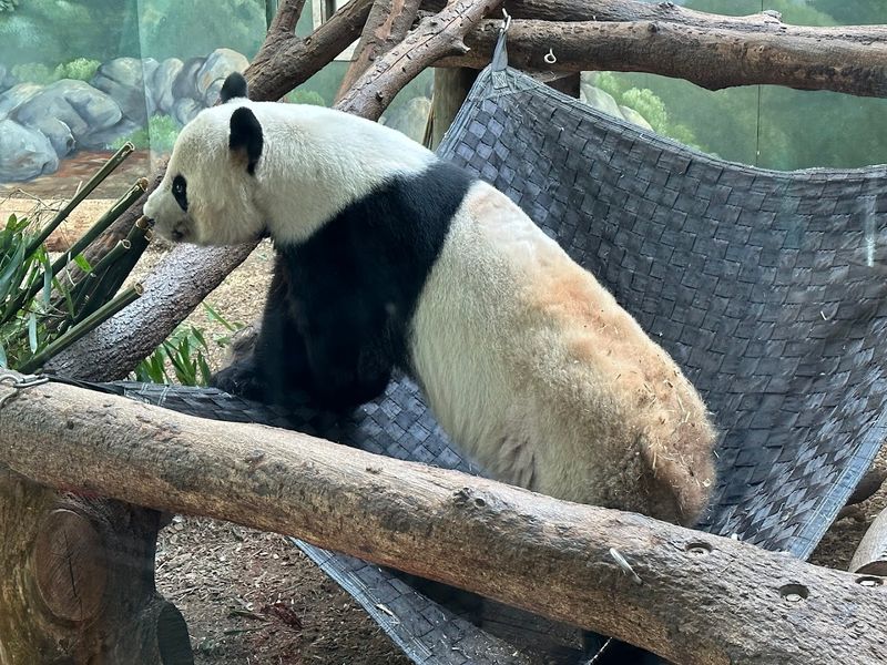 Atlanta Zoo (Georgia)