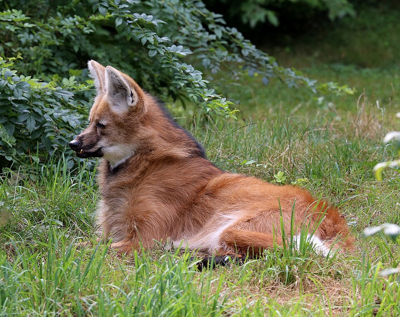 Maned Wolf