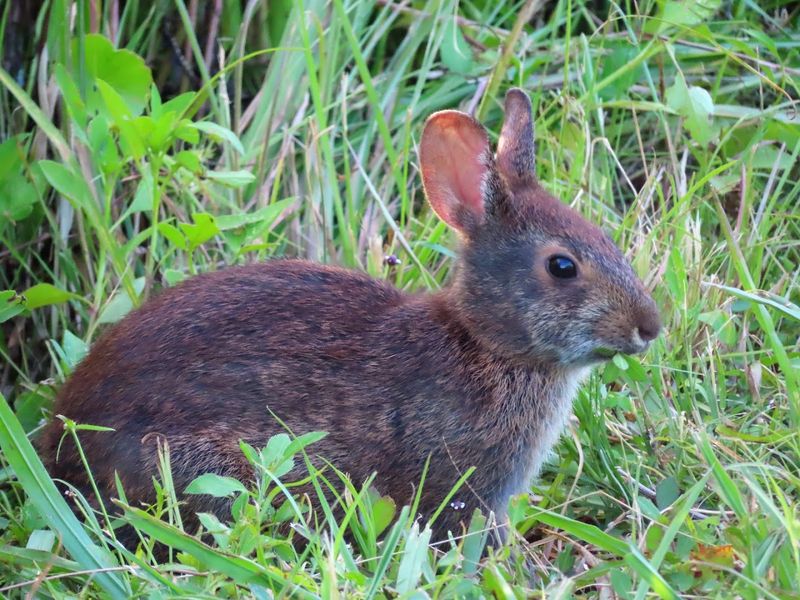 Marsh Rabbit Run and Quiet Corners