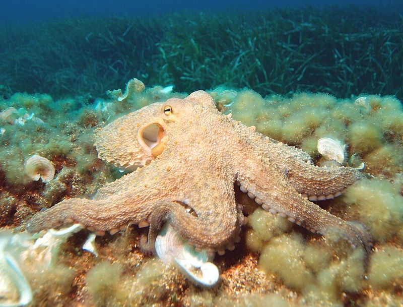 Octopuses have three hearts