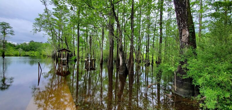 Kayaking and Canoeing Through a Flooded Forest