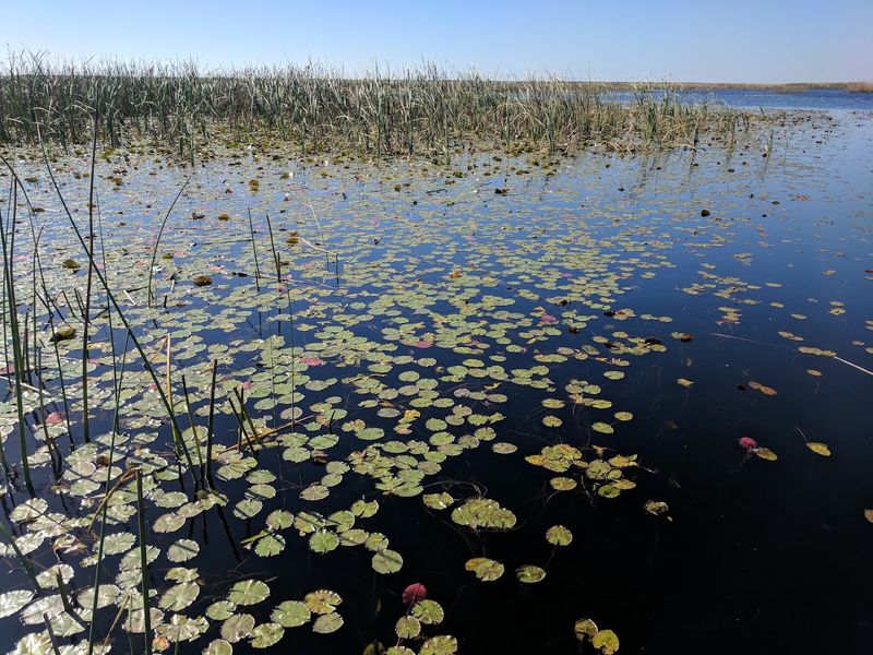 The Okeechobee Scenic Trail and Outdoor Exploration