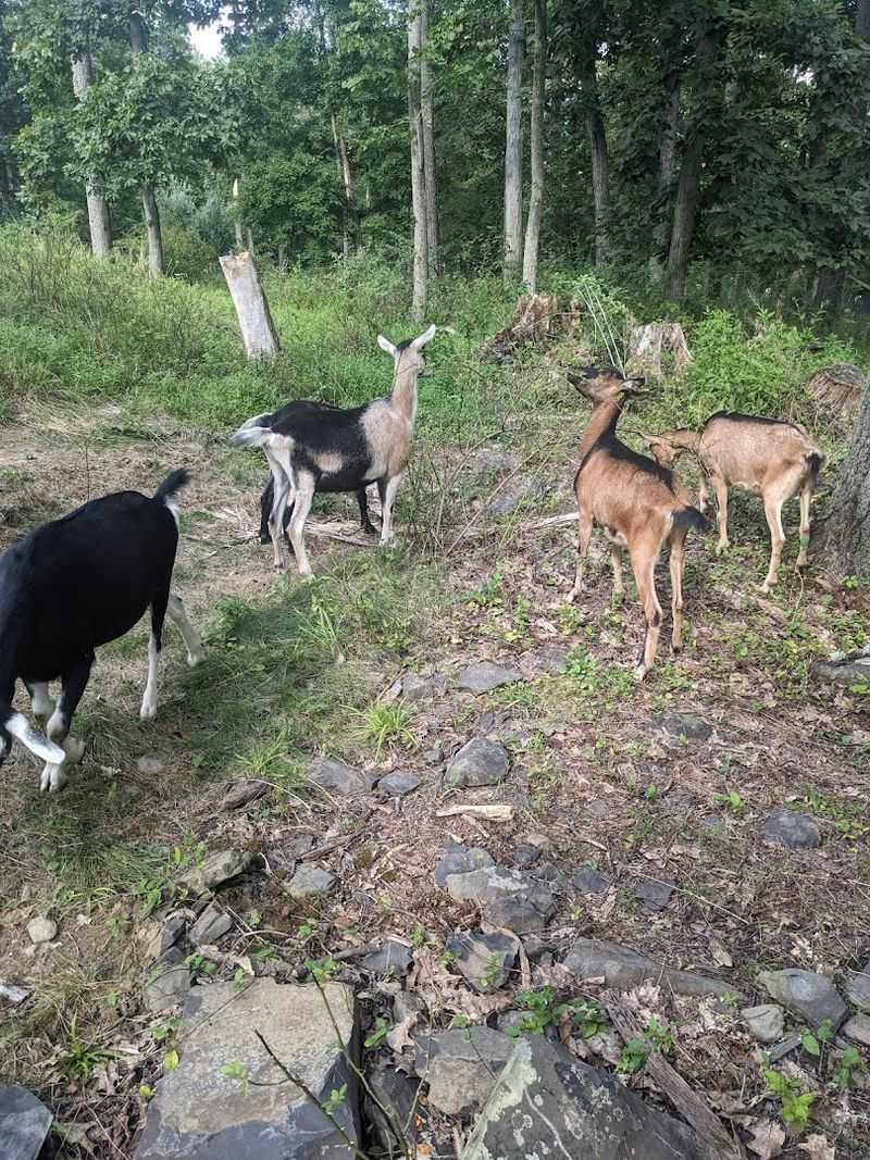 Goat Hikes Through the Property