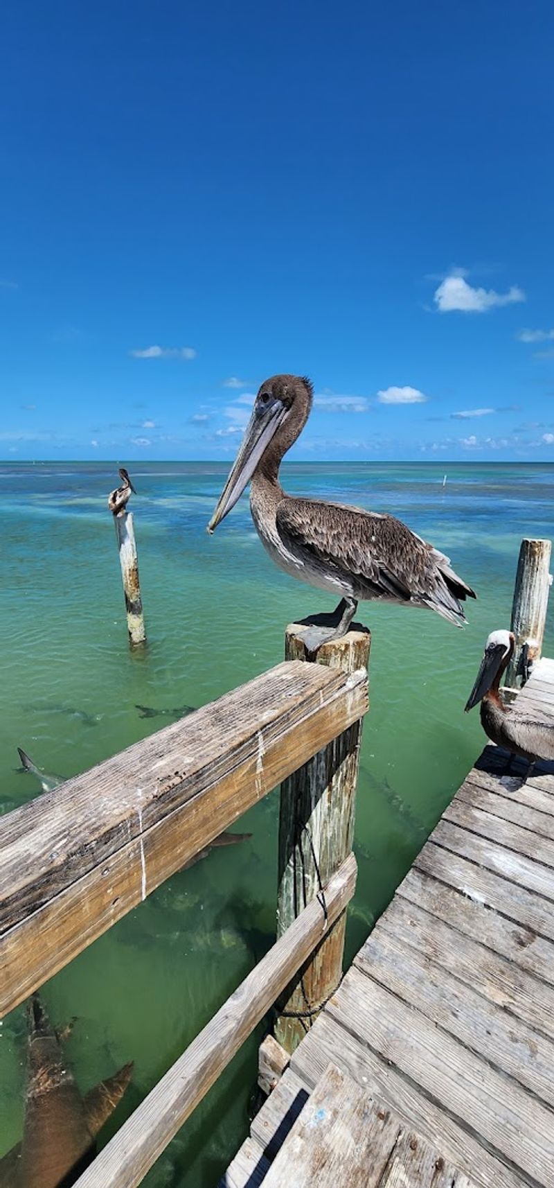 Feeding Nurse Sharks and Tarpon Right From the Dock