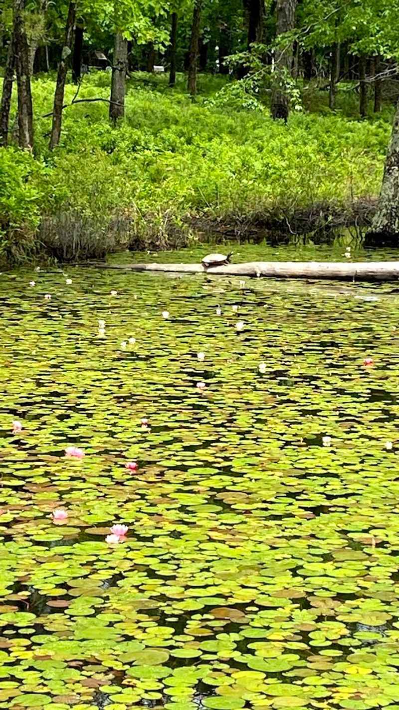 Wildlife Beyond Birds: Turtles, Fish, and More