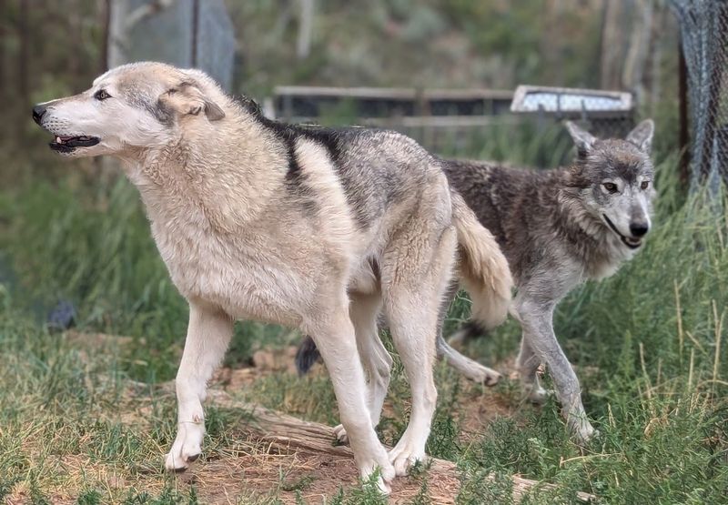 Mission: Wolf — Westcliffe, Colorado