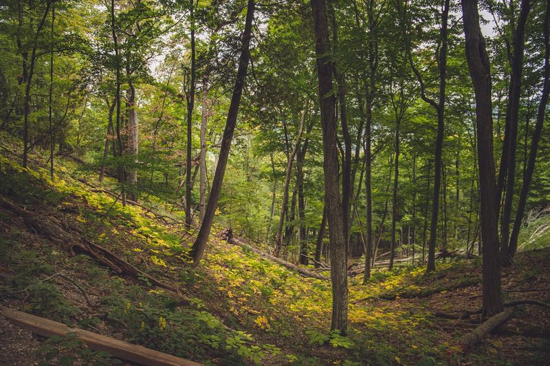 Wildlife and Nature Along the Trail