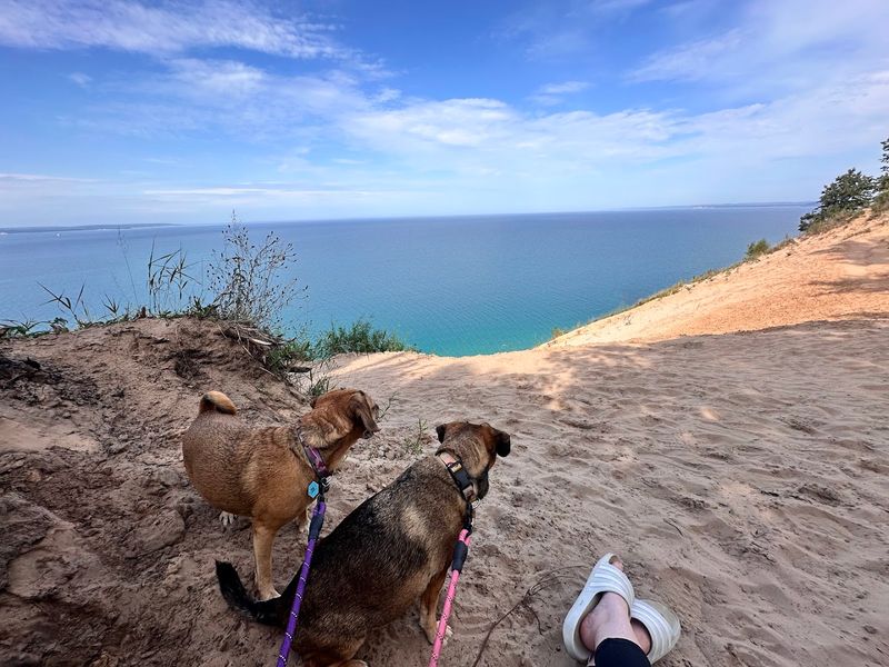 Visiting With Dogs: A Pet-Friendly Trail