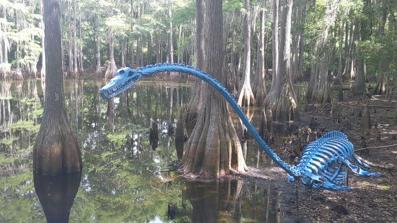 Why the Tallahassee Museum Keeps Drawing People Back