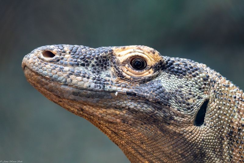 Komodo Dragon