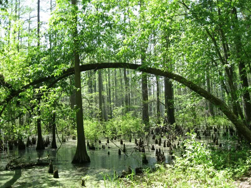Cache River State Natural Area, Illinois
