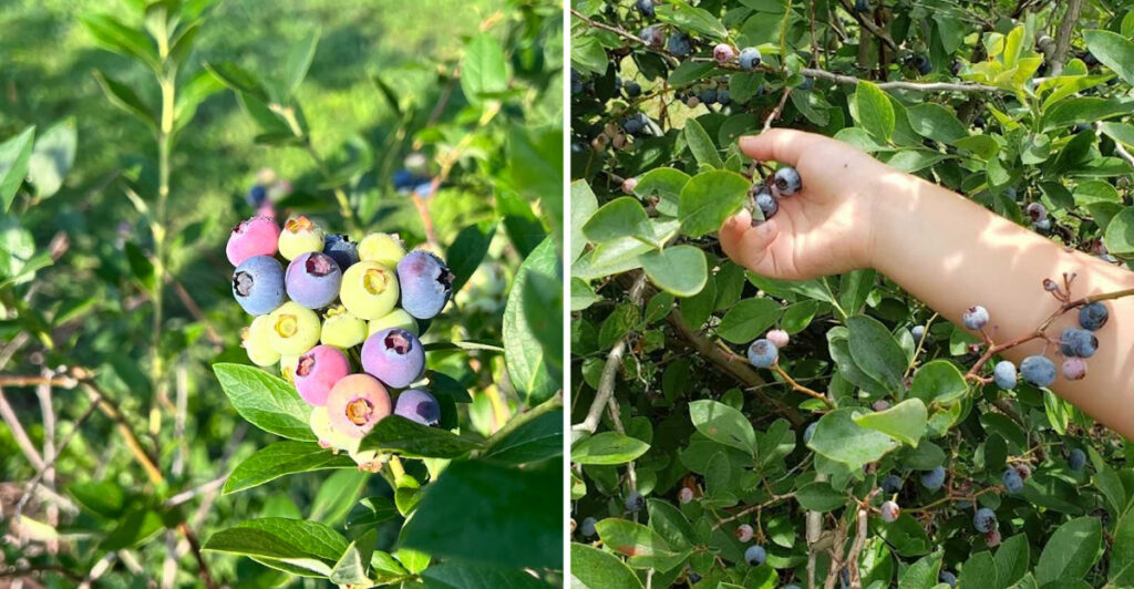 Blueberry Picking Season Brings Crowds to This Oklahoma Farm