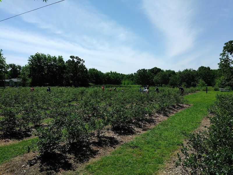 The Pick-Your-Own Experience Up Close