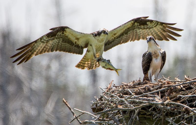 A Strong Pick for Birding