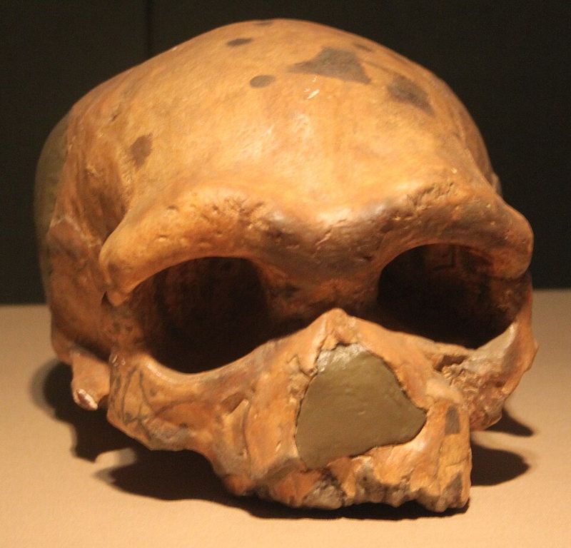 Dali Man (China) - ~260,000 years old