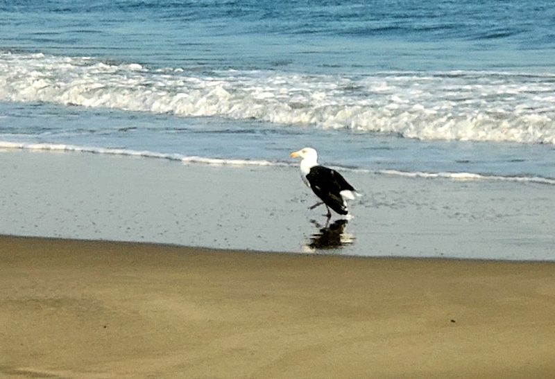 Birds That Make This Place Feel Wild